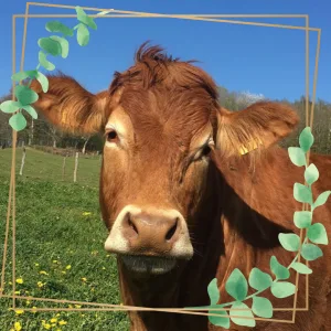 Vache en photos - Trois Cafés Gourmands - Corrèze