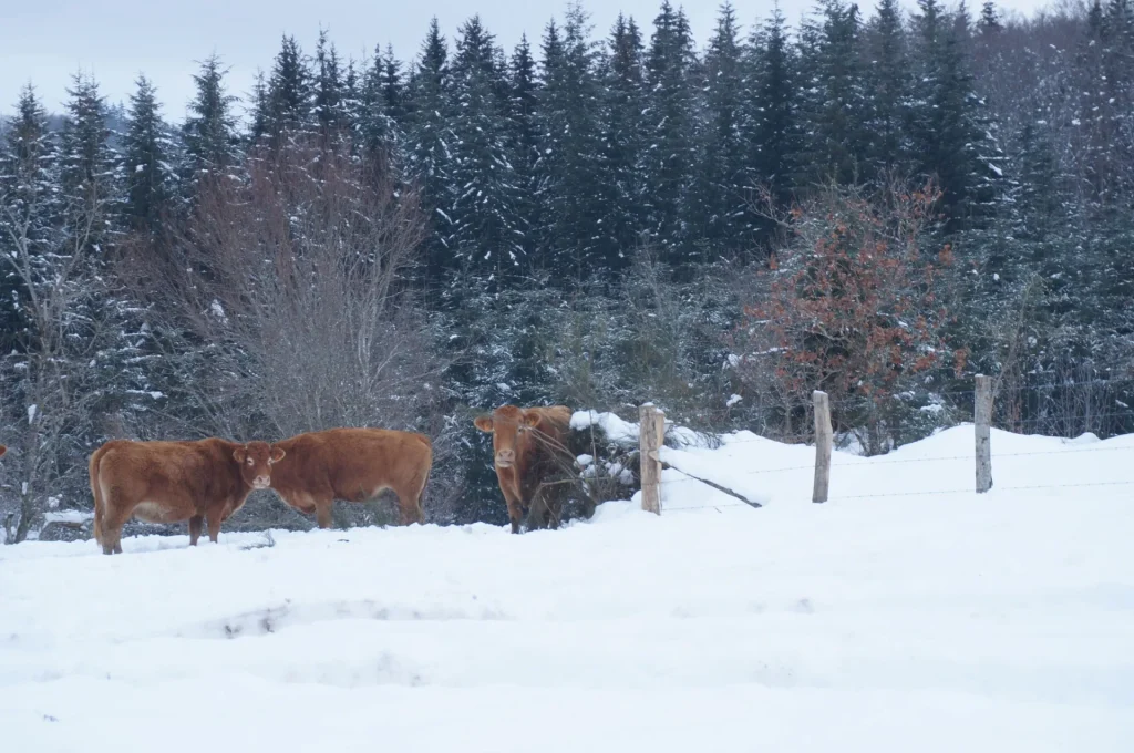 Vaches dans la neige - Bonnefonds
