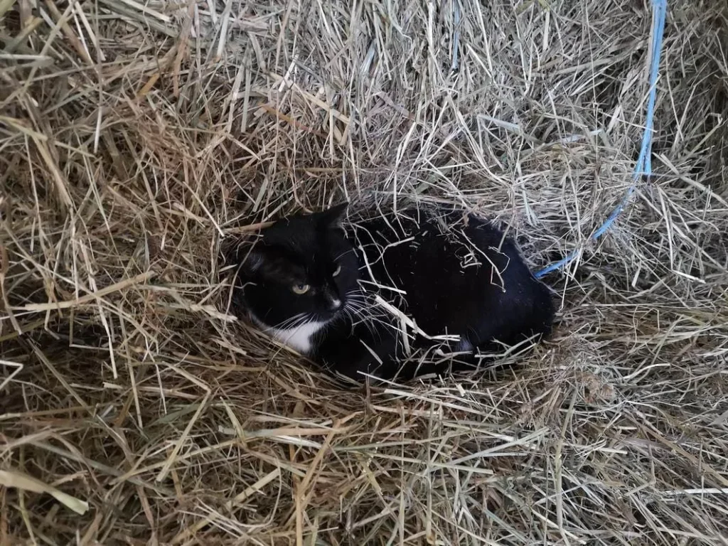 Domaine de Chignac - Arnac-Pompadour - Minette la mascotte - Corrèze