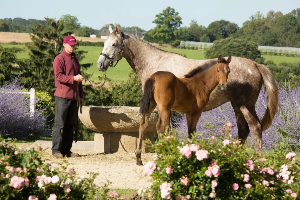 Poulinière anglo-arabe et son foal - Arnac-Pompadour - Jumenterie nationale - Corrèze