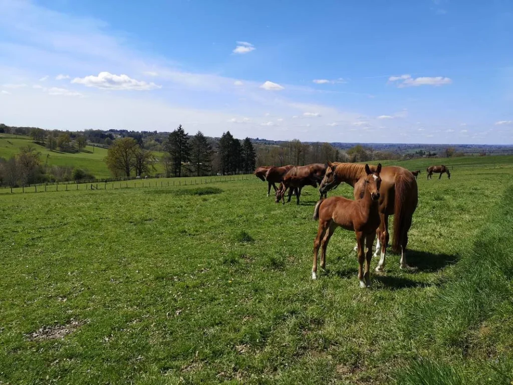 Domaine de Chignac - Jumenterie nationale - Arnac-Pompadour - Poulinières arabes et anglo-arabe et poulains au pré - Corrèze
