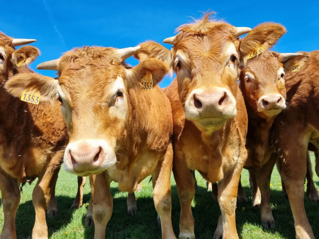 Limousin cows, Saint-Ybard, Corrèze 