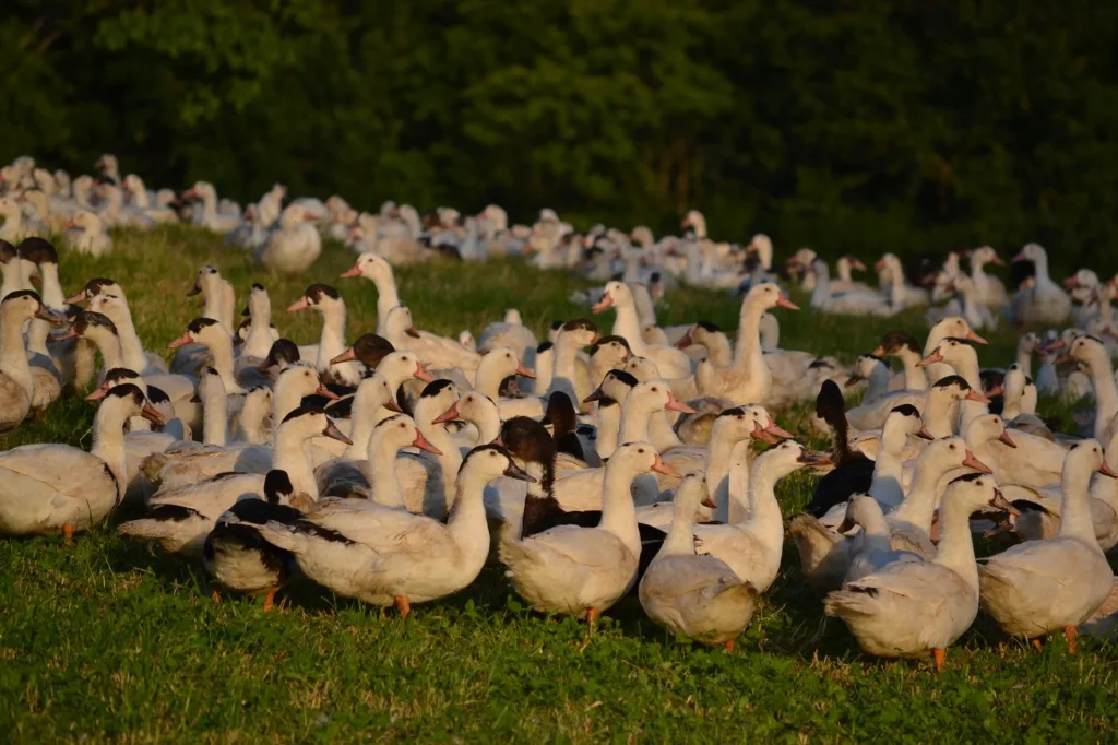 Canards à la ferme de freyssingeas - Soudaine-Lavinadières Corrèze