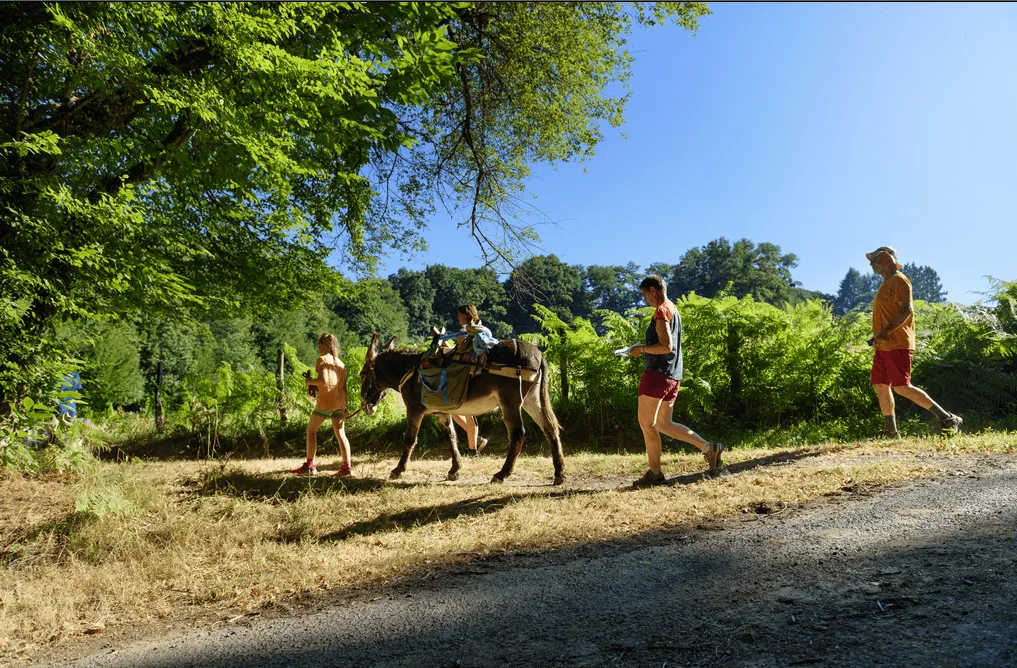 Balade avec les ânes