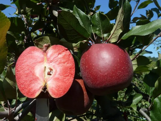 Vergers de Chaleix, Pommes au cœur rouge. Eyburie, Corrèze