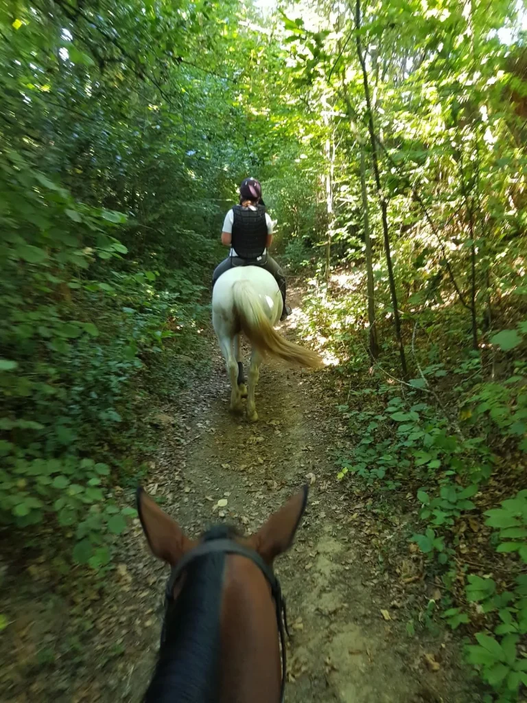 Chevaux en balade - Arnac-Pompadour - Corrèze