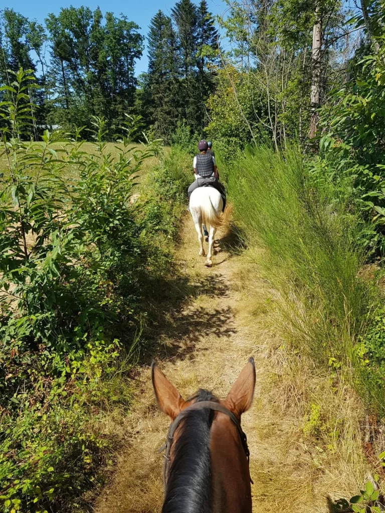 Chevaux en balade Arnac-Pompadour - Corrèze