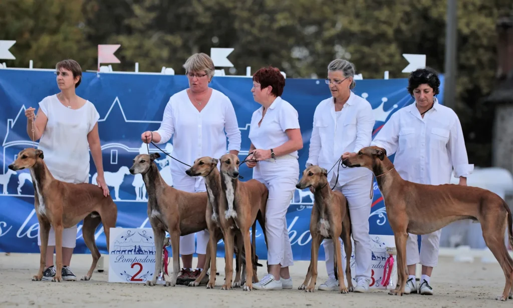 Lévriers - podium - Arnac-Pompadour - Haras national de Pompadour - Corrèze