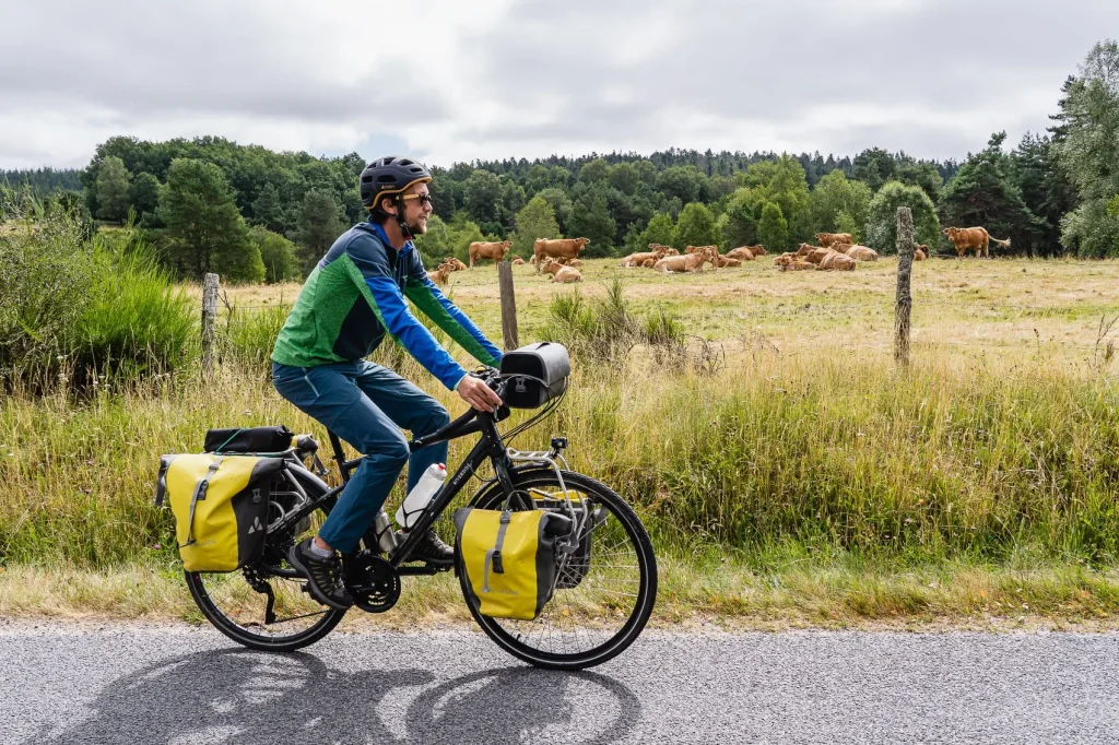 Balade à vélo sur le plateau des Millevaches. En arrière-plan : un troupeau de vaches limousine : emblème de la région