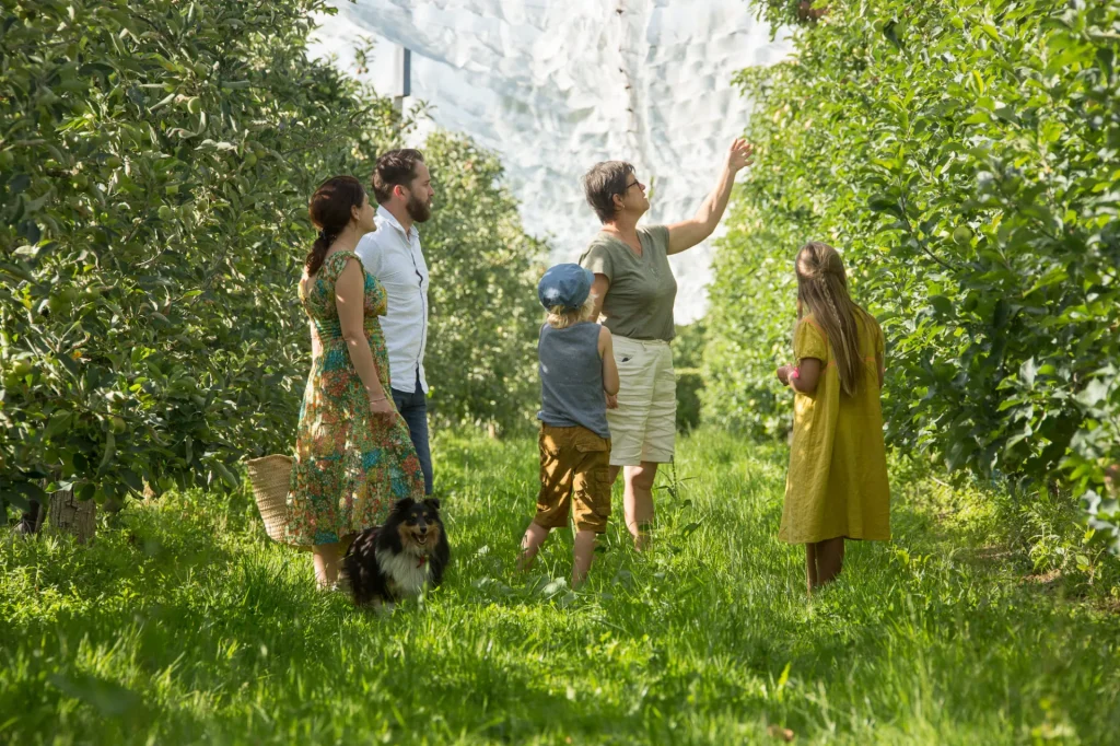 Visite de vergers de pommes