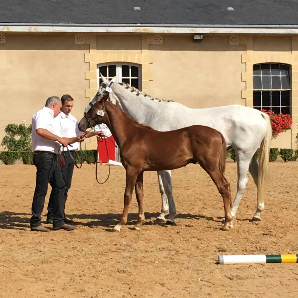 Poulinière et son foal - Grande Semaine de Pompadour - Journées de l'anglo-arabe - Puy Marmont - Arnac-Pompadour - Haras national de Pompadour - Corrèze
