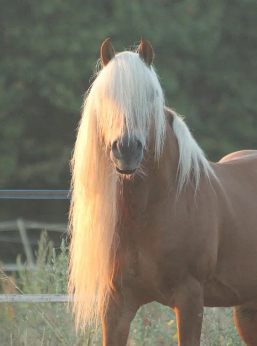 Etalon reproducteur, Equae, Lubersac, Corrèze