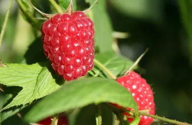 Framboises La Corrézienne