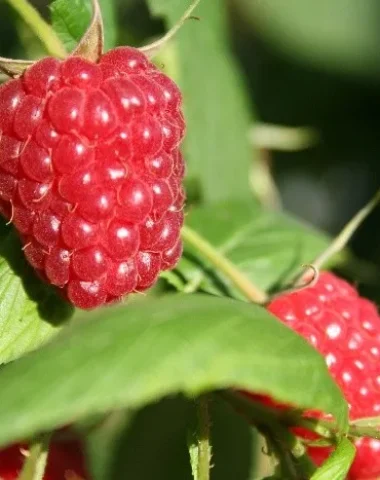 Framboises La Corrézienne