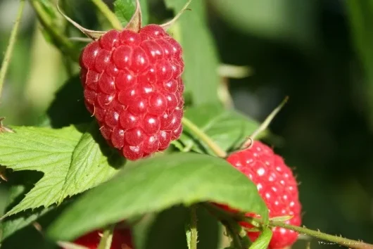 Framboises La Corrézienne