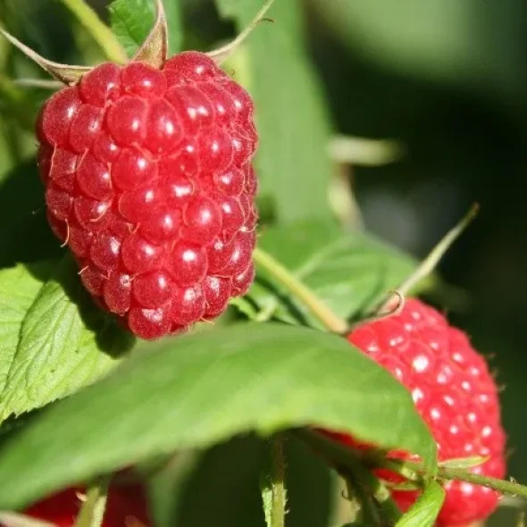 Framboises La Corrézienne