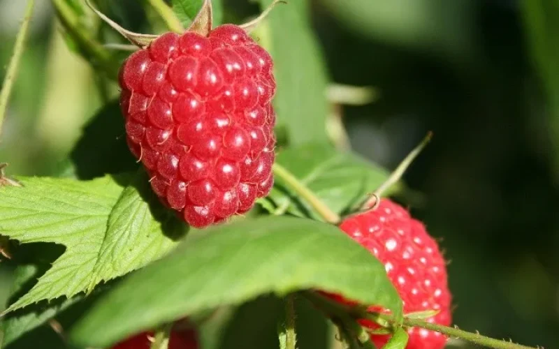 Framboises La Corrézienne