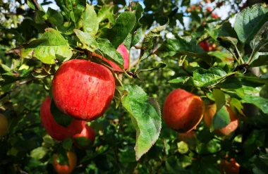 Pommes du Limousin