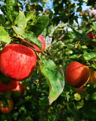 Pommes du Limousin