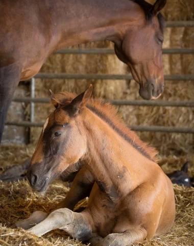 Haras National de Pompadour