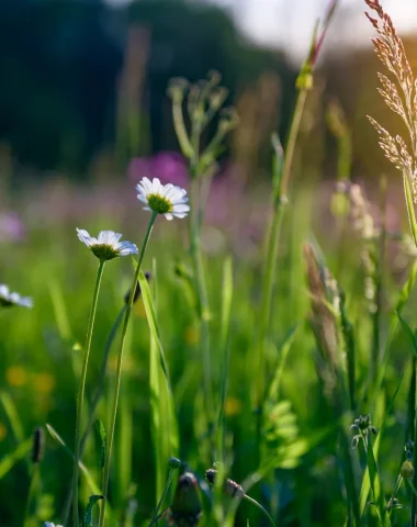 Parcs & jardins en Terres de Corrèze