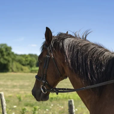 Balade à cheval & centres équestres