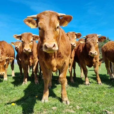 La vache Limousine
